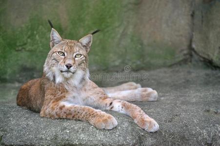 山猫在岩石上