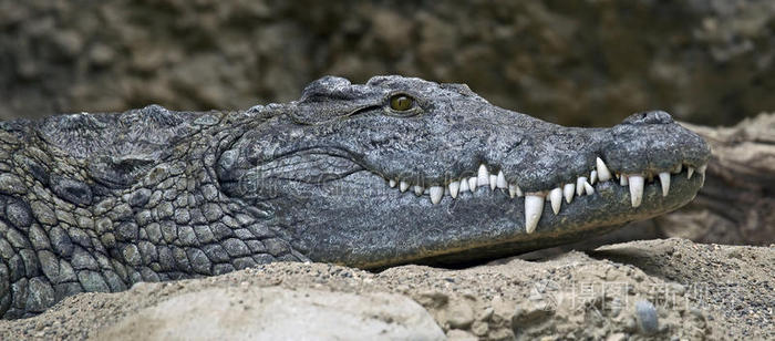 尼罗河鳄鱼1