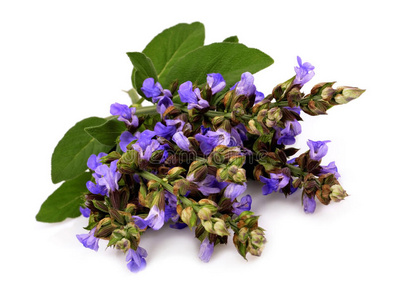 出精油玻璃瓶颜色鼠尾草叶 aka 常见鼠尾草素描鼠尾草 水彩图砂浆的