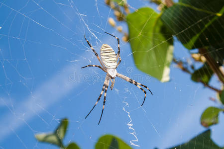 网络爬虫图片-网络爬虫素材-网络爬虫插画-摄图新视界