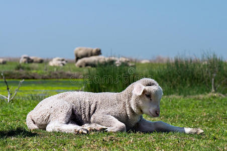 草地上的小绵羊图片