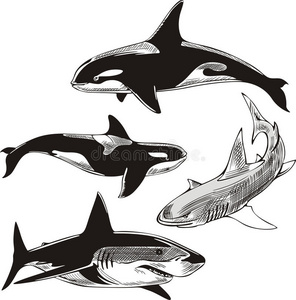 鲨鱼和虎鲸照片