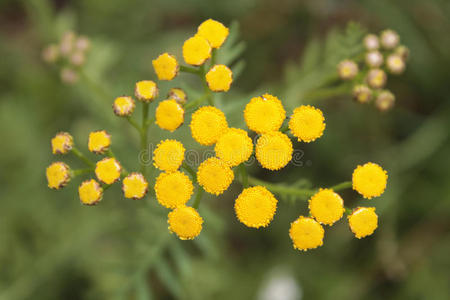 坦西tanacetum vulgare