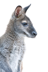 澳大利亚动物小袋鼠肖像