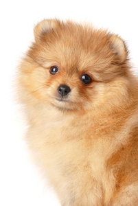 斯皮茨小狗照片