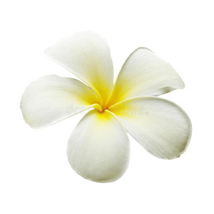 清香优雅鸡蛋花图片-清香优雅鸡蛋花素材-清香优雅鸡蛋花插画-摄图新