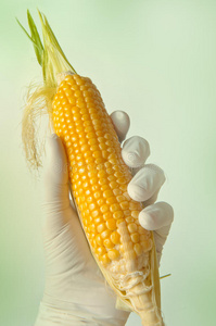 甜玉米，基因工程