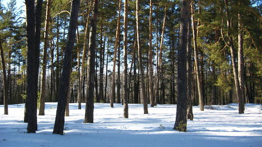 森林中的冬季景观