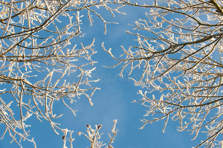 霜冻的树