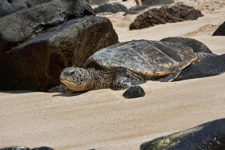 夏威夷瓦胡岛拉尼亚克亚海滩上的海龟