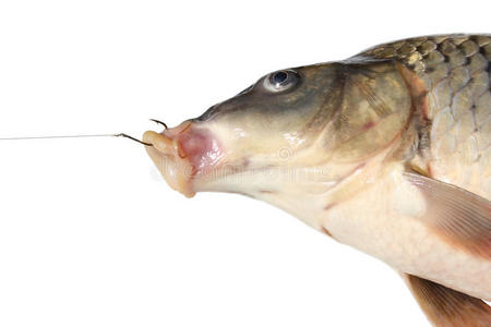 鲤鱼的嘴唇鱼钩上的鲤鱼照片