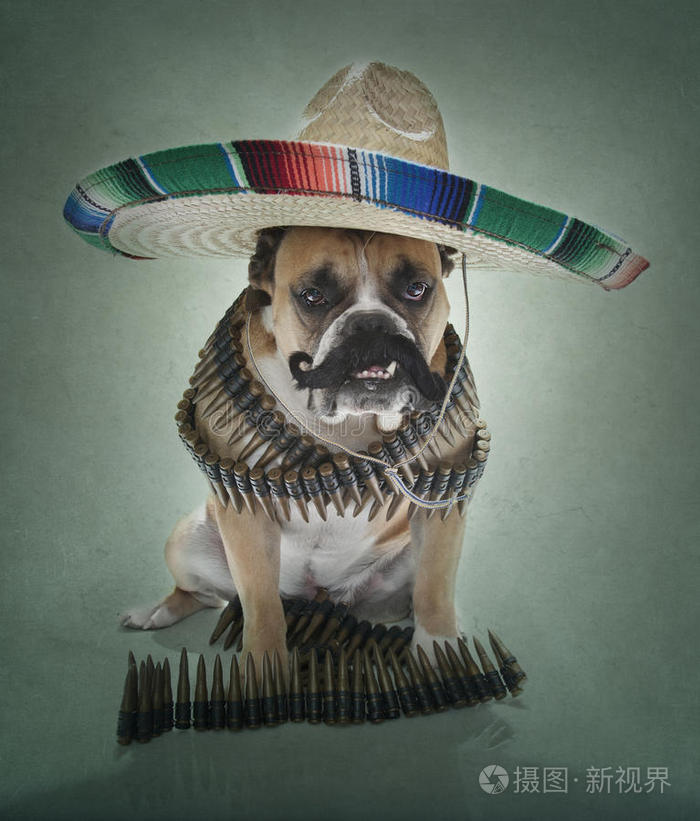 下载小样发票合同问题/举报英国斗牛犬土匪画像戴红领巾的狗兔子士兵