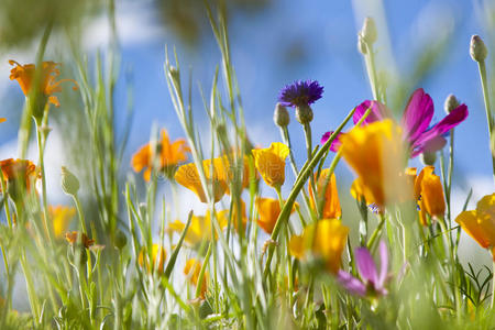 春天的野花照片