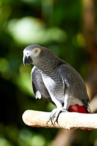 自然环境中的非洲灰鹦鹉