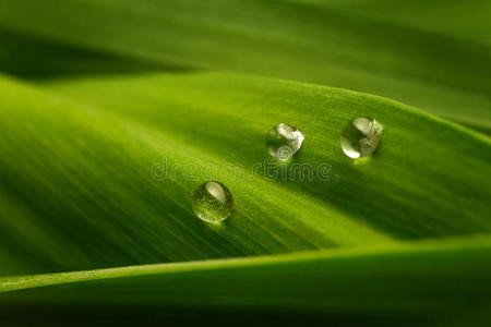 绿叶滴水绿叶上的三滴水照片