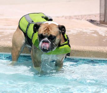 游泳池里穿着游泳衣的斗牛犬