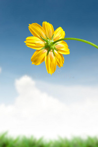 美丽的黄色雏菊花
