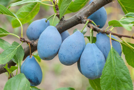 绿色李子的分支图片