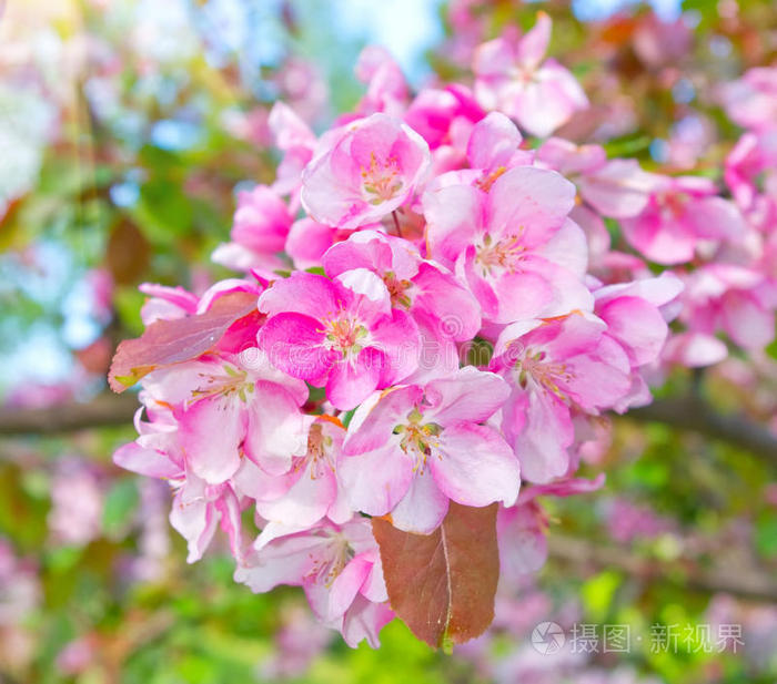 开花果树