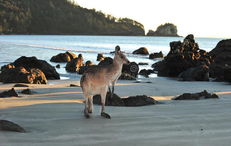 澳大利亚东部灰色袋鼠海滩，麦凯