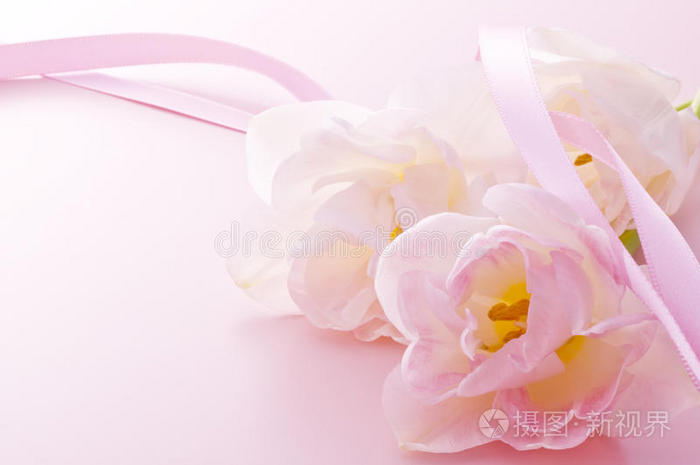 粉红郁金香和丝带