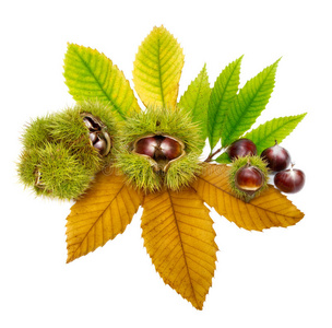 板栗食用新鲜板栗叶,隔离照片