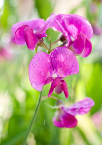 大豆花素材图片 大豆花图片素材下载 摄图新视界