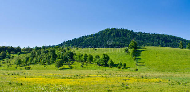 个性花草草地花草草地和山丘照片
