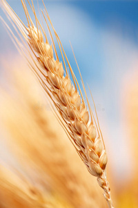农场里的小麦