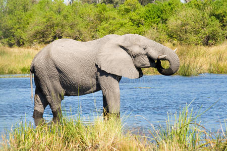 博茨瓦纳khwai河的大象
