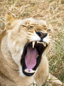 母狮露出牙齿照片
