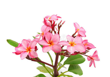 普洛玛丽亚热带花