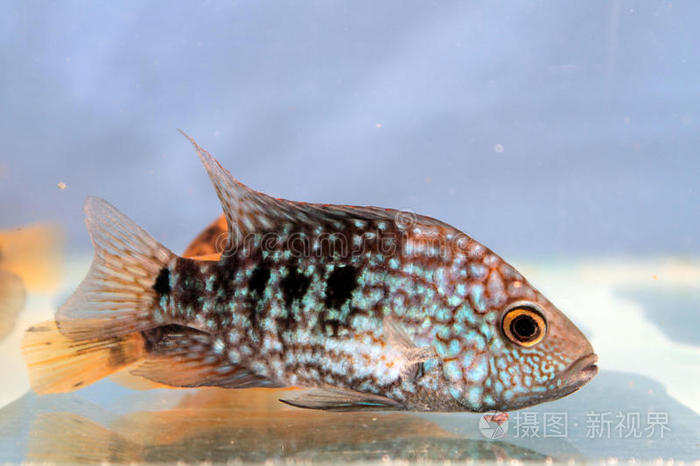 carpintis(绿色德克萨斯州cichlid)恐惧奇诺克科霍鲑鱼关闭伊萨基亚