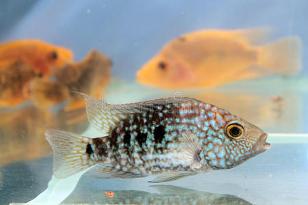 herichthys carpintis绿色德克萨斯州cichlid