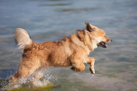 库埃洛小狗在海水中奔跑