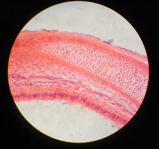 生物学气管图片