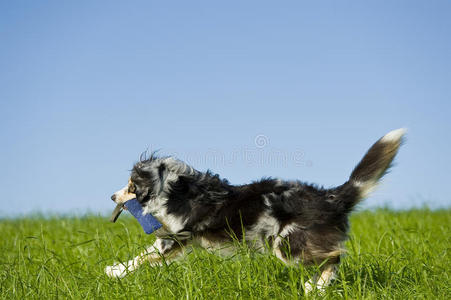 澳大利亚牧羊犬图片