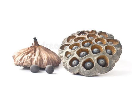 干莲蓬莲子百合甜红豆膏莲子莲子荚莲子干新鲜莲子和盒莲子在性质上木