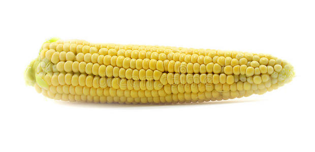 玉米穗图片