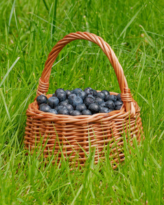 装满蓝莓的篮子