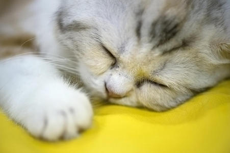 睡在黄色上面的小猫