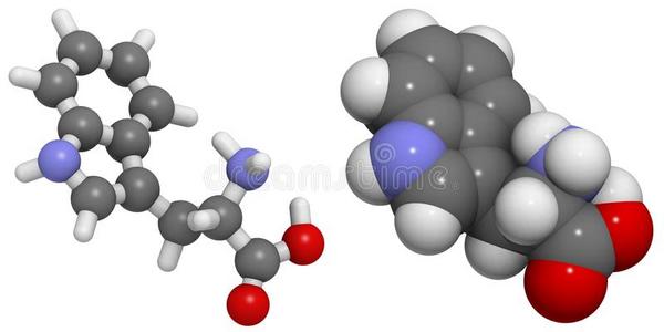 色氨酸trp，w分子