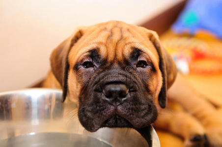 西班牙斗牛民族的矢量插画在西班牙斗牛的公牛奔跑西班牙斗牛在西班牙