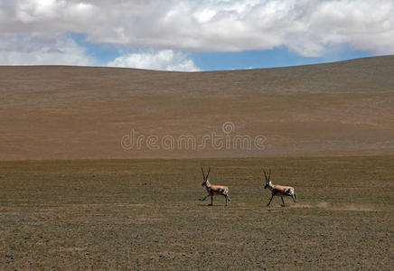 藏羚羊图片