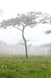 成长 开花 小山 起源 自然 风景 美女 植物区系 美丽的