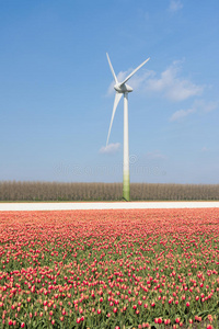 一片红色郁金香后面的风力涡轮机
