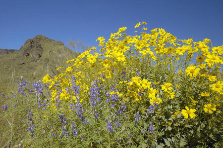 黄紫色沙漠花