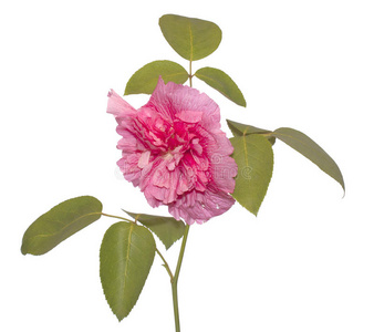 装饰性粉红玫瑰