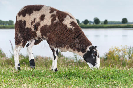 棕色斑点羊在草地上吃草