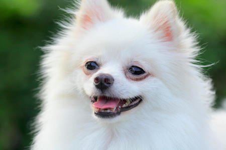 白色博美犬幼犬图片